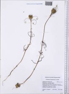 Fritillaria ferganensis Losinsk., Средняя Азия и Казахстан, Памир и Памиро-Алай (M2) (Киргизия)