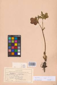 Helleborus niger L., Восточная Европа, Западно-Украинский район (E13) (Украина)