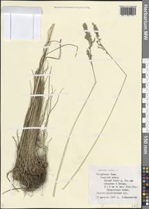 Овсяница красная L., Восточная Европа, Северный район (E1) (Россия)