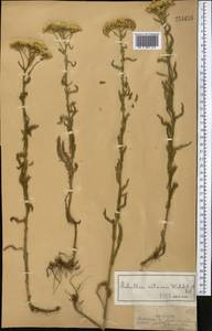 Тысячелистник щетинистый, Чихотник щетинистый Waldst. & Kit., Средняя Азия и Казахстан, Джунгарский Алатау и Тарбагатай (M5) (Казахстан)