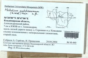 Ptilidium pulcherrimum (Weber) Vain., Гербарий мохообразных, Мхи - Центральное Нечерноземье (B6) (Россия)