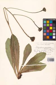 Trommsdorffia maculata subsp. maculata, Восточная Европа, Московская область и Москва (E4a) (Россия)