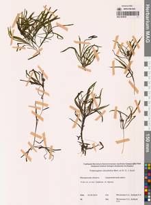 Рдест туполистный Mert. & W.D.J.Koch, Сибирь, Чукотка и Камчатка (S7) (Россия)