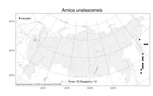 Arnica unalascensis Less., Атлас флоры России (FLORUS) (Россия)