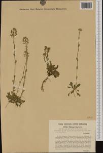 Noccaea caerulescens subsp. brachypetala (Jord.) Tzvelev, Западная Европа (EUR) (Словения)