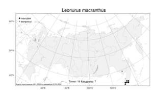 Leonurus macranthus, Пустырник крупноцветковый Maxim., Атлас флоры России (FLORUS) (Россия)