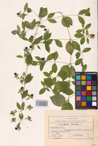 Волдырник ягодный (L.) Durande, Восточная Европа, Центральный лесостепной район (E6) (Россия)