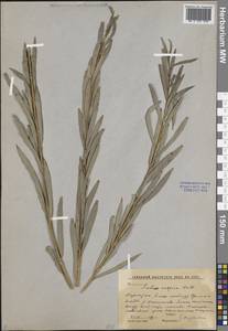 Ива каспийская Pall., Средняя Азия и Казахстан, Прикаспийский Устюрт и Северное Приаралье (M8) (Казахстан)