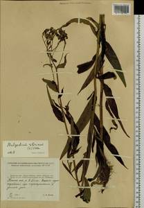 Латук сибирский, Молокан сибирский (L.) Benth. ex Maxim., Сибирь, Дальний Восток (S6) (Россия)