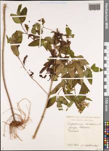 Посконник конопляный L., Кавказ, Грузия (K4) (Грузия)