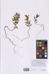 Гранат обыкновенный L., Восточная Европа, Московская область и Москва (E4a) (Россия)