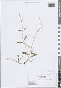 Хориспора нежная, Хориспора тоненькая (Pall.) DC., Восточная Европа, Средневолжский район (E8) (Россия)