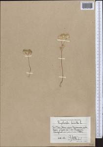 Молочай серповидный L., Средняя Азия и Казахстан, Западный Тянь-Шань и Каратау (M3) (Узбекистан)