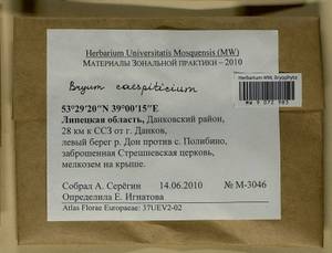 Ptychostomum imbricatulum (Müll. Hal.) Holyoak & N. Pedersen, Гербарий мохообразных, Мхи - Центральное Черноземье (B10) (Россия)