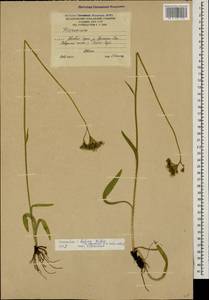 Pilosella cymosiformis (Froel.) Gottschl., Кавказ, Южная Осетия (K4b) (Южная Осетия)