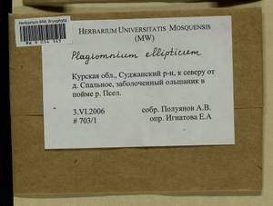 Plagiomnium ellipticum (Brid.) T.J. Kop., Гербарий мохообразных, Мхи - Центральное Черноземье (B10) (Россия)
