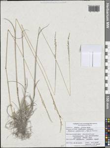 Овсяница меловая T.I.Popov ex Proskor., Восточная Европа, Центральный лесостепной район (E6) (Россия)