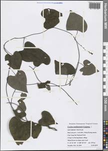Cyclea tonkinensis Gagnep., Зарубежная Азия (ASIA) (Вьетнам)