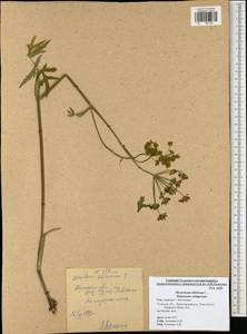 Heracleum sphondylium subsp. sibiricum (L.) Simonk., Восточная Европа, Центральный район (E4) (Россия)