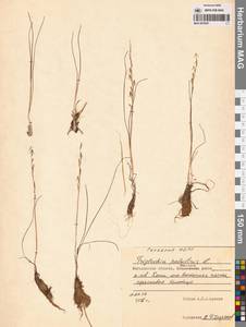 Триостренник болотный L., Сибирь, Чукотка и Камчатка (S7) (Россия)