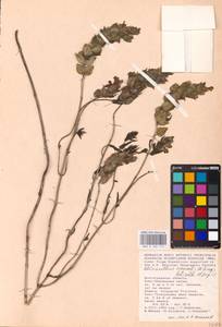MHA 0 162 119, Rhinanthus serotinus var. vernalis (N. W. Zinger) Janch., Восточная Европа, Ростовская область (E12a) (Россия)
