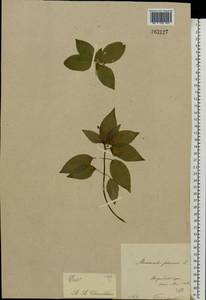 Пролесник многолетний L., Восточная Европа, Московская область и Москва (E4a) (Россия)