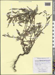 Горец развесистый, Горец щавелелистный (L.) Gray, Кавказ, Черноморское побережье (от Новороссийска до Адлера) (K3) (Россия)