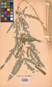 Heracleum sphondylium subsp. sibiricum (L.) Simonk., Восточная Европа, Московская область и Москва (E4a) (Россия)