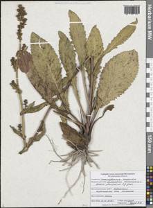 Jacobaea racemosa subsp. kirghisica (DC.) Galasso & Bartolucci, Восточная Европа, Центральный лесостепной район (E6) (Россия)