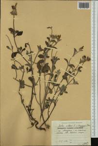 Cistus creticus subsp. eriocephalus (Viv.) Greuter & Burdet, Западная Европа (EUR) (Болгария)