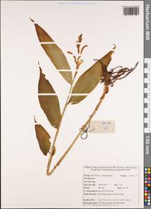 Zingiberaceae, Зарубежная Азия (ASIA) (Вьетнам)