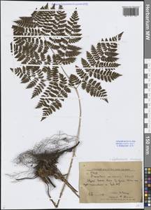 Щитовник амурский (Milde) Christ, Сибирь, Дальний Восток (S6) (Россия)