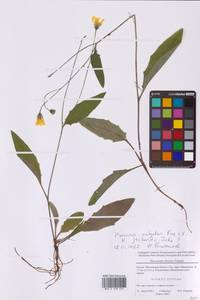 Hieracium lachenalii subsp. cruentifolium (Dahlst. & Lübeck ex Dahlst.) Zahn, Восточная Европа, Московская область и Москва (E4a) (Россия)