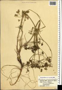 Морковница восточная (L.) Drude, Кавказ, Армения (K5) (Армения)