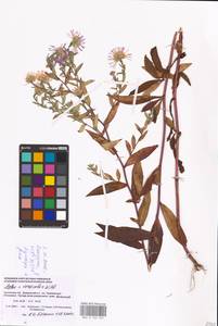 Symphyotrichum ×salignum (Willd.) G. L. Nesom, Восточная Европа, Западный район (E3) (Россия)