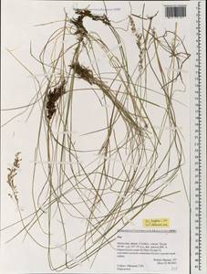 Poa pratensis subsp. turfosa (Litv.) Vorosch., Монголия (MONG) (Монголия)