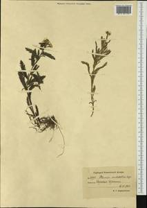 Achillea alpina subsp. camtschatica (Heimerl) Kitam., Сибирь, Чукотка и Камчатка (S7) (Россия)