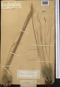 Овсяница валисская, Типчак Schleich. ex Gaudin, Средняя Азия и Казахстан, Джунгарский Алатау и Тарбагатай (M5) (Казахстан)