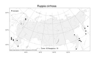 Ruppia cirrhosa, Руппия усиконосная (Petagna) Grande, Атлас флоры России (FLORUS) (Россия)