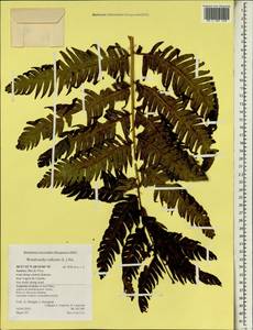 Woodwardia radicans (L.) Sm., Африка (AFR) (Португалия)