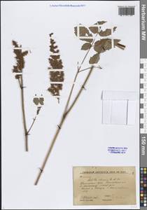 Astilbe rubra Hook.fil. & Thomson, Сибирь, Дальний Восток (S6) (Россия)