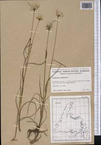 Eriophorum virginicum L., Америка (AMER) (Канада)