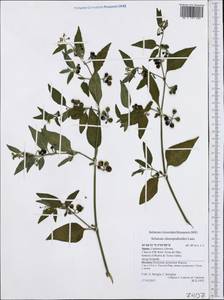Solanum chenopodioides Lam., Западная Европа (EUR) (Испания)