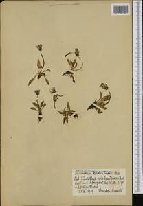 Taraxacum reichenbachii (Huter) Dahlst., Западная Европа (EUR) (Австрия)