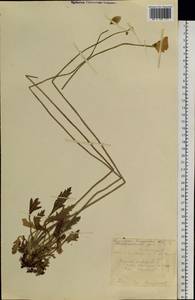 Papaver croceum subsp. chinense (Regel) Rändel, Сибирь, Дальний Восток (S6) (Россия)
