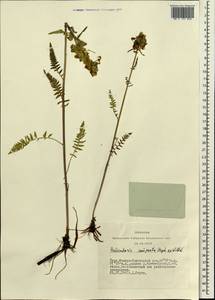 Мытник плотный Stephan ex Willd., Сибирь, Алтай и Саяны (S2) (Россия)