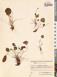 Фиалка, Сибирь, Якутия (S5) (Россия)