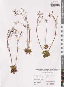 Камнеломка Редовского (Adams) Elven & D.F.Murray, Сибирь, Чукотка и Камчатка (S7) (Россия)