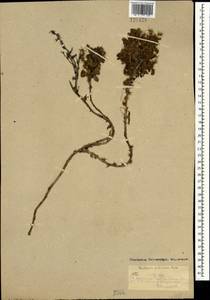 Барбарис сибирский Pall., Монголия (MONG) (Монголия)