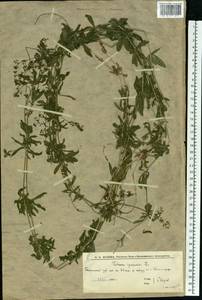 Подмаренник цепкий L., Восточная Европа, Нижневолжский район (E9) (Россия)